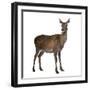 Female Red Deer in Front of a White Background-Life on White-Framed Photographic Print