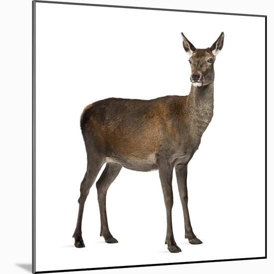 Female Red Deer in Front of a White Background-Life on White-Mounted Photographic Print