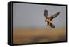 Female Red Footed Falcon (Falco Vespertinus) Hunting, Crimea, Ukraine, July-Lesniewski-Framed Stretched Canvas