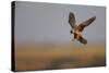 Female Red Footed Falcon (Falco Vespertinus) Hunting, Crimea, Ukraine, July-Lesniewski-Stretched Canvas