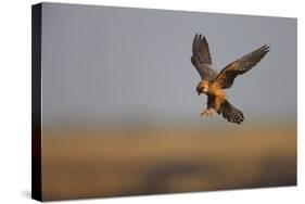 Female Red Footed Falcon (Falco Vespertinus) Hunting, Crimea, Ukraine, July-Lesniewski-Stretched Canvas