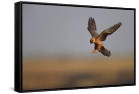 Female Red Footed Falcon (Falco Vespertinus) Hunting, Crimea, Ukraine, July-Lesniewski-Framed Stretched Canvas