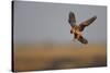 Female Red Footed Falcon (Falco Vespertinus) Hunting, Crimea, Ukraine, July-Lesniewski-Stretched Canvas