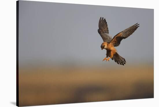 Female Red Footed Falcon (Falco Vespertinus) Hunting, Crimea, Ukraine, July-Lesniewski-Stretched Canvas