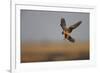 Female Red Footed Falcon (Falco Vespertinus) Hunting, Crimea, Ukraine, July-Lesniewski-Framed Photographic Print