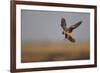 Female Red Footed Falcon (Falco Vespertinus) Hunting, Crimea, Ukraine, July-Lesniewski-Framed Photographic Print