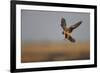 Female Red Footed Falcon (Falco Vespertinus) Hunting, Crimea, Ukraine, July-Lesniewski-Framed Photographic Print