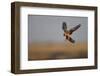 Female Red Footed Falcon (Falco Vespertinus) Hunting, Crimea, Ukraine, July-Lesniewski-Framed Photographic Print