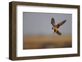 Female Red Footed Falcon (Falco Vespertinus) Hunting, Crimea, Ukraine, July-Lesniewski-Framed Photographic Print