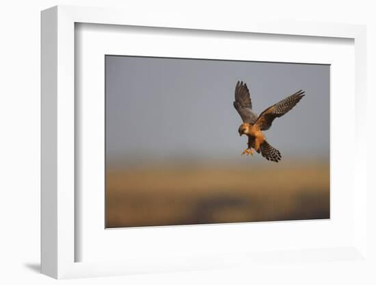 Female Red Footed Falcon (Falco Vespertinus) Hunting, Crimea, Ukraine, July-Lesniewski-Framed Photographic Print