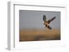 Female Red Footed Falcon (Falco Vespertinus) Hunting, Crimea, Ukraine, July-Lesniewski-Framed Photographic Print