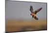 Female Red Footed Falcon (Falco Vespertinus) Hunting, Crimea, Ukraine, July-Lesniewski-Mounted Photographic Print