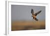 Female Red Footed Falcon (Falco Vespertinus) Hunting, Crimea, Ukraine, July-Lesniewski-Framed Photographic Print