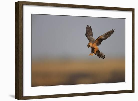 Female Red Footed Falcon (Falco Vespertinus) Hunting, Crimea, Ukraine, July-Lesniewski-Framed Photographic Print