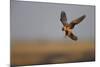 Female Red Footed Falcon (Falco Vespertinus) Hunting, Crimea, Ukraine, July-Lesniewski-Mounted Photographic Print