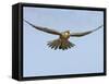 Female Red Footed Falcon (Western), Hovering in Flight, Etosha National Park, Namibia-Tony Heald-Framed Stretched Canvas