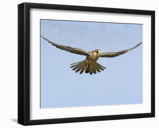 Female Red Footed Falcon (Western), Hovering in Flight, Etosha National Park, Namibia-Tony Heald-Framed Photographic Print