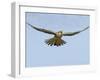 Female Red Footed Falcon (Western), Hovering in Flight, Etosha National Park, Namibia-Tony Heald-Framed Photographic Print