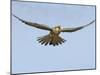 Female Red Footed Falcon (Western), Hovering in Flight, Etosha National Park, Namibia-Tony Heald-Mounted Photographic Print