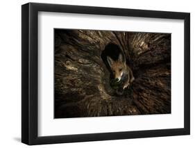 Female Red fox foraging inside a rotting tree trunk, Hungary-Milan Radisics-Framed Photographic Print