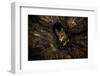 Female Red fox foraging inside a rotting tree trunk, Hungary-Milan Radisics-Framed Photographic Print