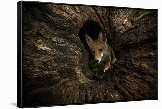 Female Red fox foraging inside a rotting tree trunk, Hungary-Milan Radisics-Framed Stretched Canvas