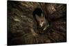 Female Red fox foraging inside a rotting tree trunk, Hungary-Milan Radisics-Stretched Canvas