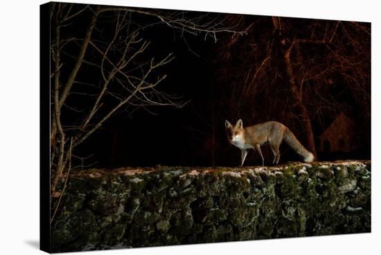 Female Red fox on the top of an old stone wall, Hungary-Milan Radisics-Stretched Canvas