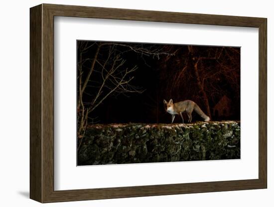 Female Red fox on the top of an old stone wall, Hungary-Milan Radisics-Framed Photographic Print