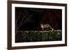 Female Red fox on the top of an old stone wall, Hungary-Milan Radisics-Framed Photographic Print