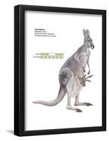 Female Red Kangaroo with Joey (Macropus Rufus), Marsupial, Mammals-Encyclopaedia Britannica-Framed Poster