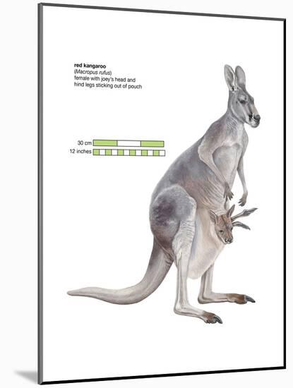 Female Red Kangaroo with Joey (Macropus Rufus), Marsupial, Mammals-Encyclopaedia Britannica-Mounted Poster