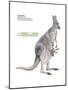 Female Red Kangaroo with Joey (Macropus Rufus), Marsupial, Mammals-Encyclopaedia Britannica-Mounted Poster