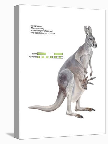 Female Red Kangaroo with Joey (Macropus Rufus), Marsupial, Mammals-Encyclopaedia Britannica-Stretched Canvas