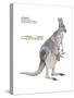 Female Red Kangaroo with Joey (Macropus Rufus), Marsupial, Mammals-Encyclopaedia Britannica-Stretched Canvas