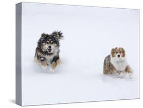 Female Red Merle and Red Tricolor Australian Shepherd Dogs Running in Snow, Longmont, Colorado, USA-Carol Walker-Stretched Canvas