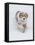 Female Red Merle Australian Shepherd Dog Running in Snow, Longmont, Colorado, USA-Carol Walker-Framed Stretched Canvas