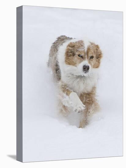 Female Red Merle Australian Shepherd Dog Running in Snow, Longmont, Colorado, USA-Carol Walker-Stretched Canvas