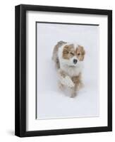 Female Red Merle Australian Shepherd Dog Running in Snow, Longmont, Colorado, USA-Carol Walker-Framed Premium Photographic Print