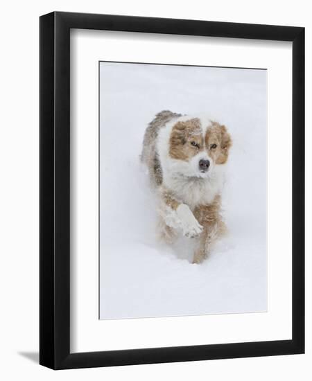 Female Red Merle Australian Shepherd Dog Running in Snow, Longmont, Colorado, USA-Carol Walker-Framed Premium Photographic Print