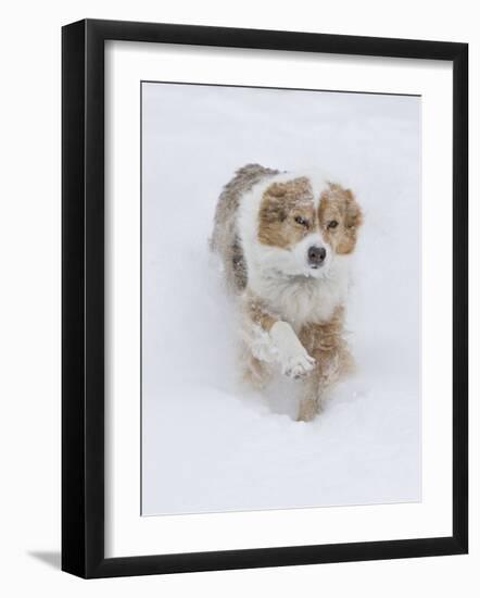 Female Red Merle Australian Shepherd Dog Running in Snow, Longmont, Colorado, USA-Carol Walker-Framed Photographic Print