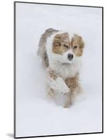 Female Red Merle Australian Shepherd Dog Running in Snow, Longmont, Colorado, USA-Carol Walker-Mounted Photographic Print