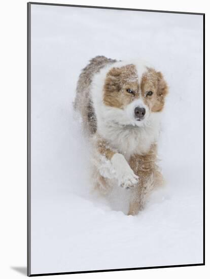 Female Red Merle Australian Shepherd Dog Running in Snow, Longmont, Colorado, USA-Carol Walker-Mounted Photographic Print