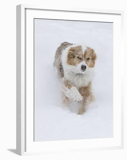 Female Red Merle Australian Shepherd Dog Running in Snow, Longmont, Colorado, USA-Carol Walker-Framed Photographic Print