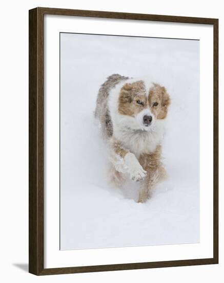 Female Red Merle Australian Shepherd Dog Running in Snow, Longmont, Colorado, USA-Carol Walker-Framed Photographic Print