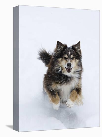 Female Red Tricolor Australian Shepherd Dog Running in Snow, Longmont, Colorado, USA-Carol Walker-Stretched Canvas