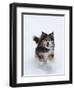 Female Red Tricolor Australian Shepherd Dog Running in Snow, Longmont, Colorado, USA-Carol Walker-Framed Premium Photographic Print