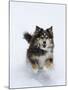 Female Red Tricolor Australian Shepherd Dog Running in Snow, Longmont, Colorado, USA-Carol Walker-Mounted Photographic Print