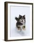 Female Red Tricolor Australian Shepherd Dog Running in Snow, Longmont, Colorado, USA-Carol Walker-Framed Photographic Print