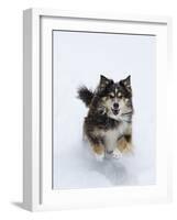 Female Red Tricolor Australian Shepherd Dog Running in Snow, Longmont, Colorado, USA-Carol Walker-Framed Photographic Print